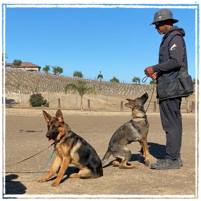 Brent Cooper training dogs