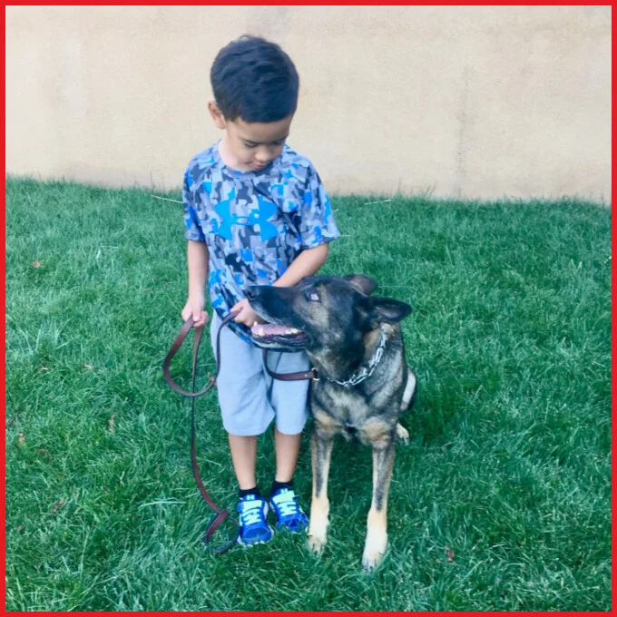 Apollo Cooper training German Shepherd