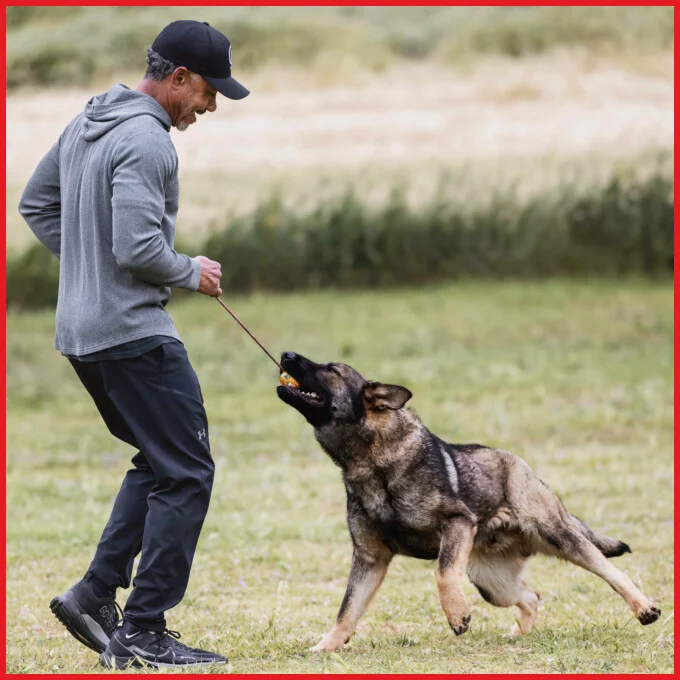 Brent Cooper training German Shepherd Brent Cooper training German Shepherd