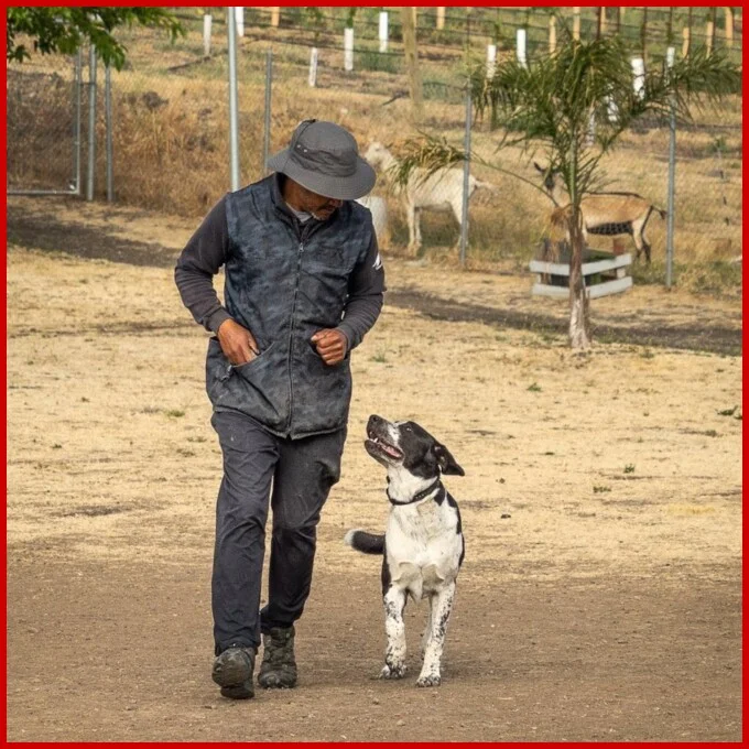 Brent Cooper training dog