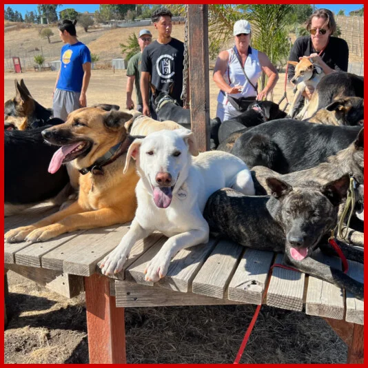 Cooperhaus K9 dogs on training platform