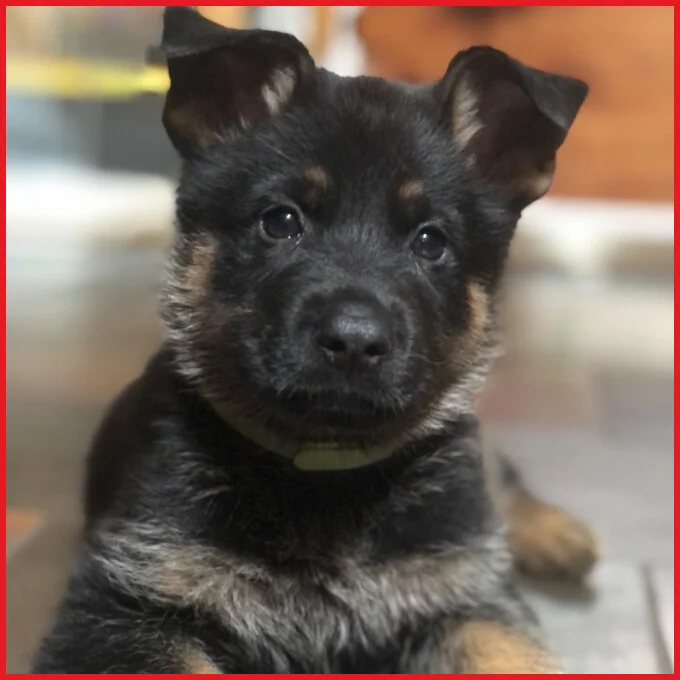 Cooperhaus K9 Kennels German Shepherd puppy