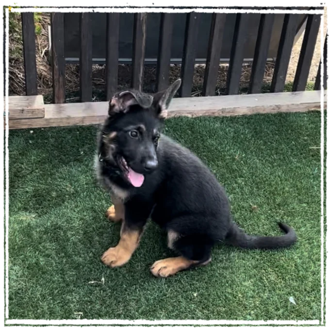 Cooperhaus K9 Kennels German Shepherd puppy for sale